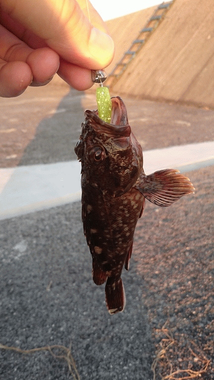 武庫川 渡船 釣果